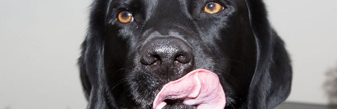 The importance of Mucus - Medical Detection Dogs