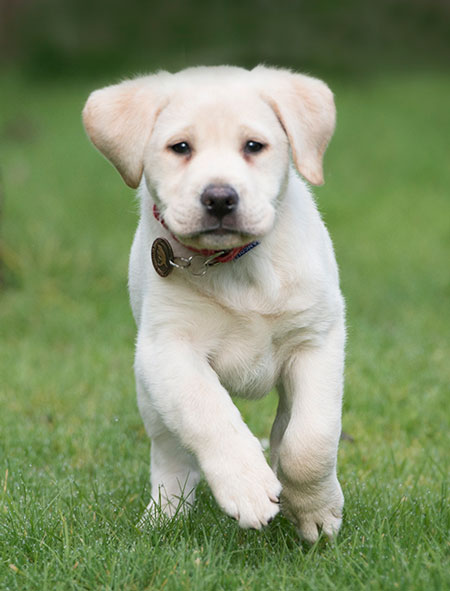 Puppy Sponsorship | Medical Detection Dogs