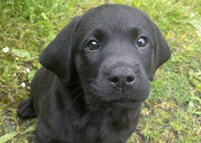 Name a puppy £5,000